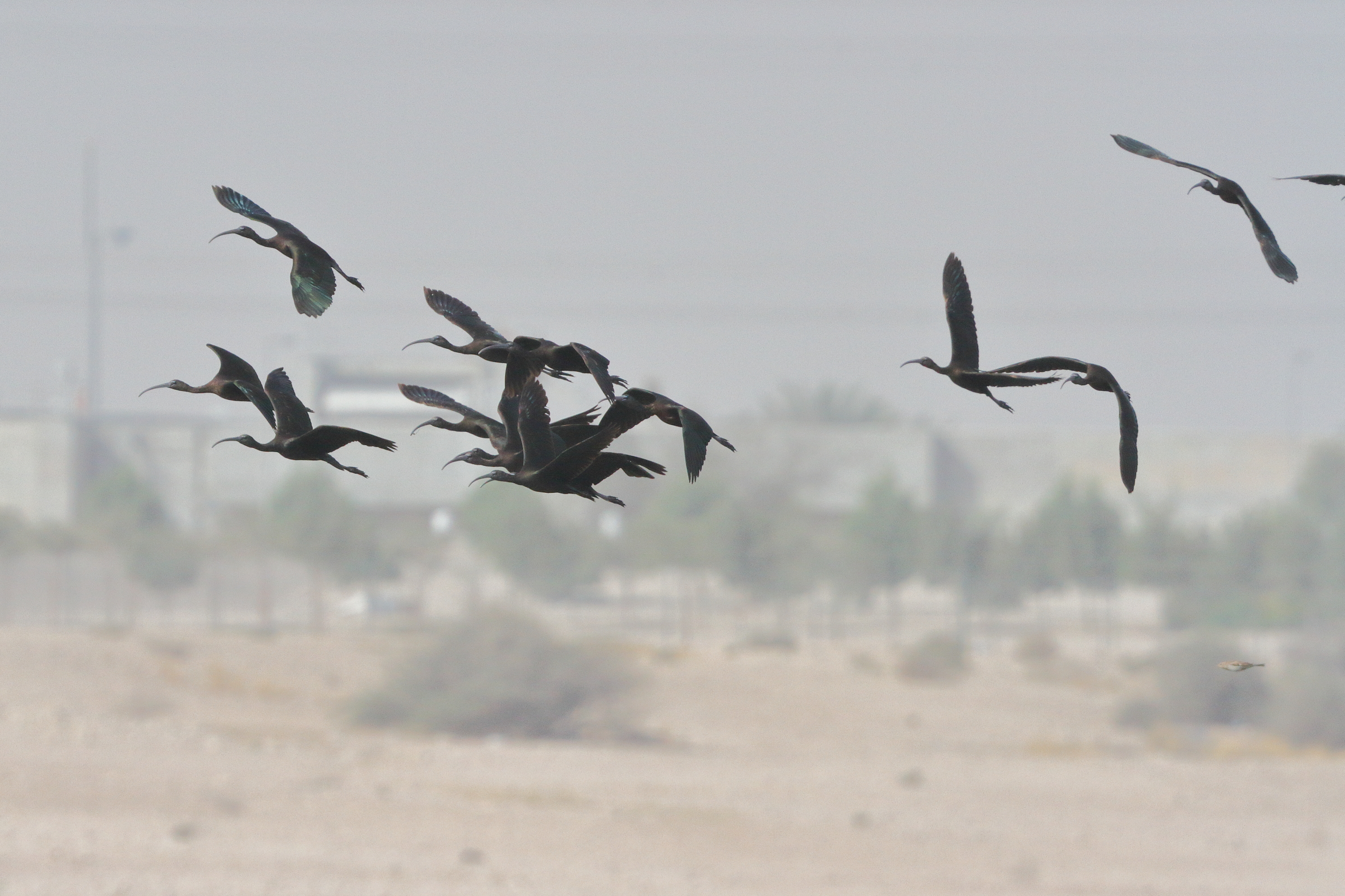 Glossy Ibis. Qatar, 18 March 2013 © Neil G. Morris.