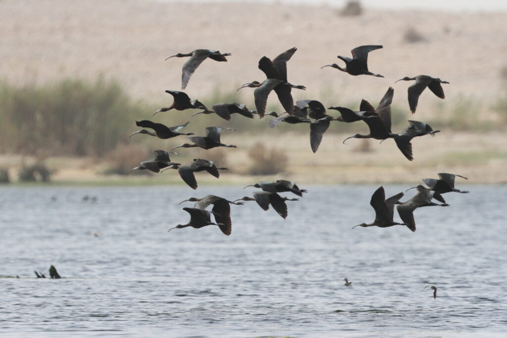Glossy Ibis. Qatar, 18 March 2013 © Neil G. Morris.