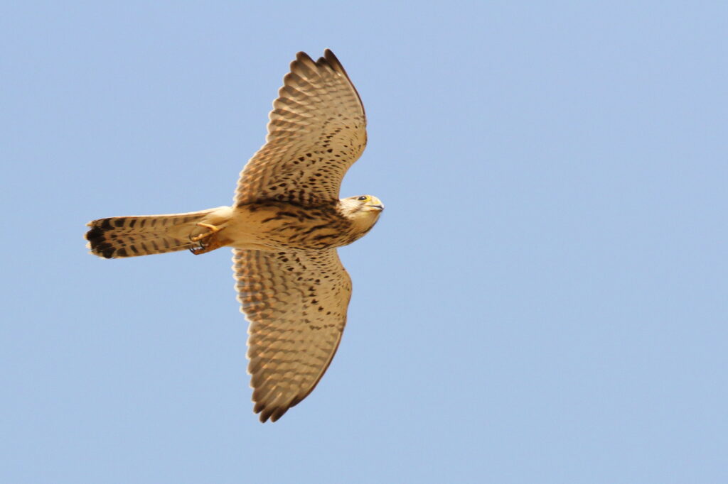 Common Kestrel. Qatar, 07 October 2012 © Neil G. Morris.