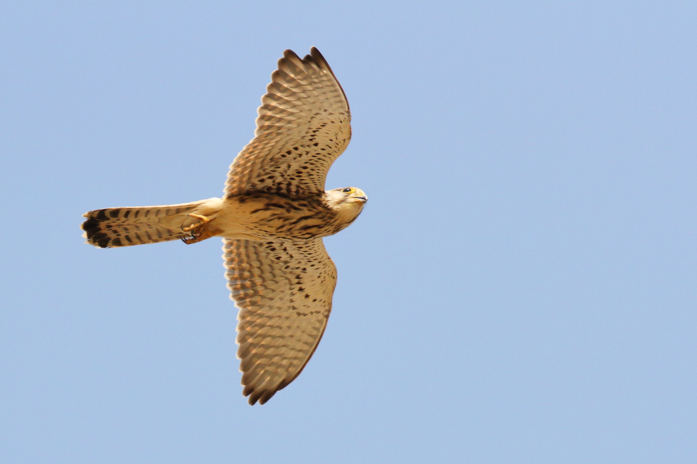 Common Kestrel. Qatar, 07 October 2012 © Neil G. Morris.