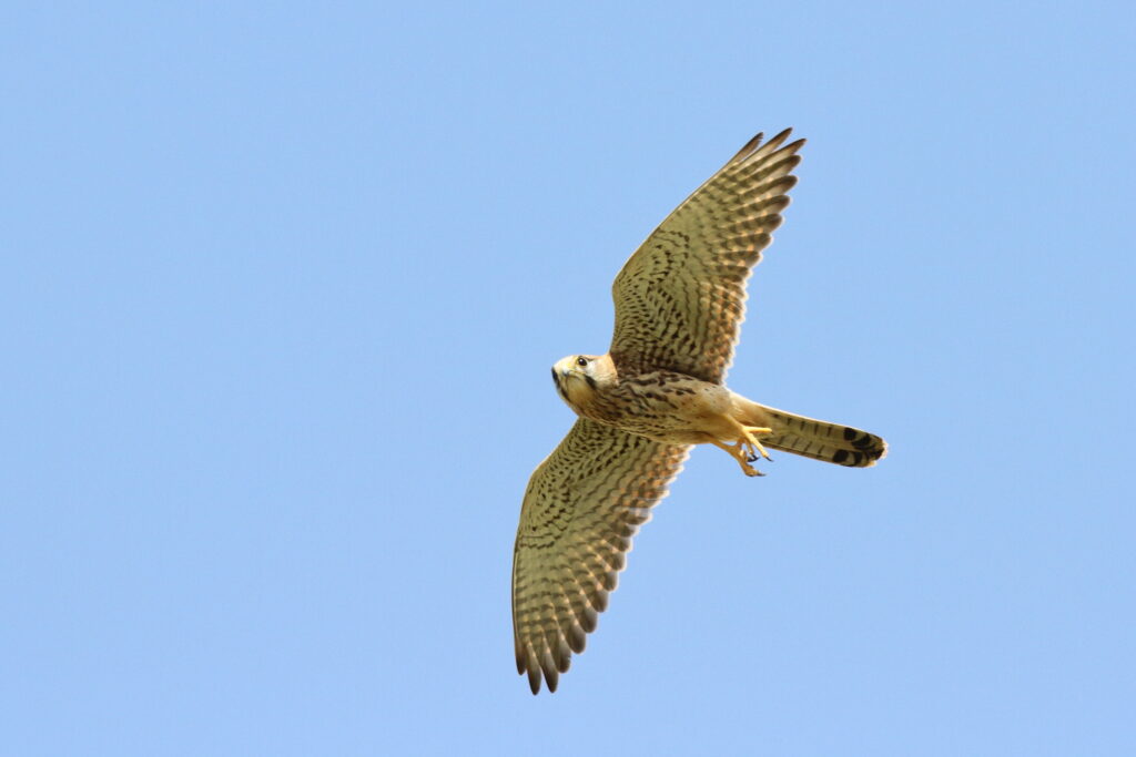Common Kestrel. Qatar, 10 October 2012 © Neil G. Morris.