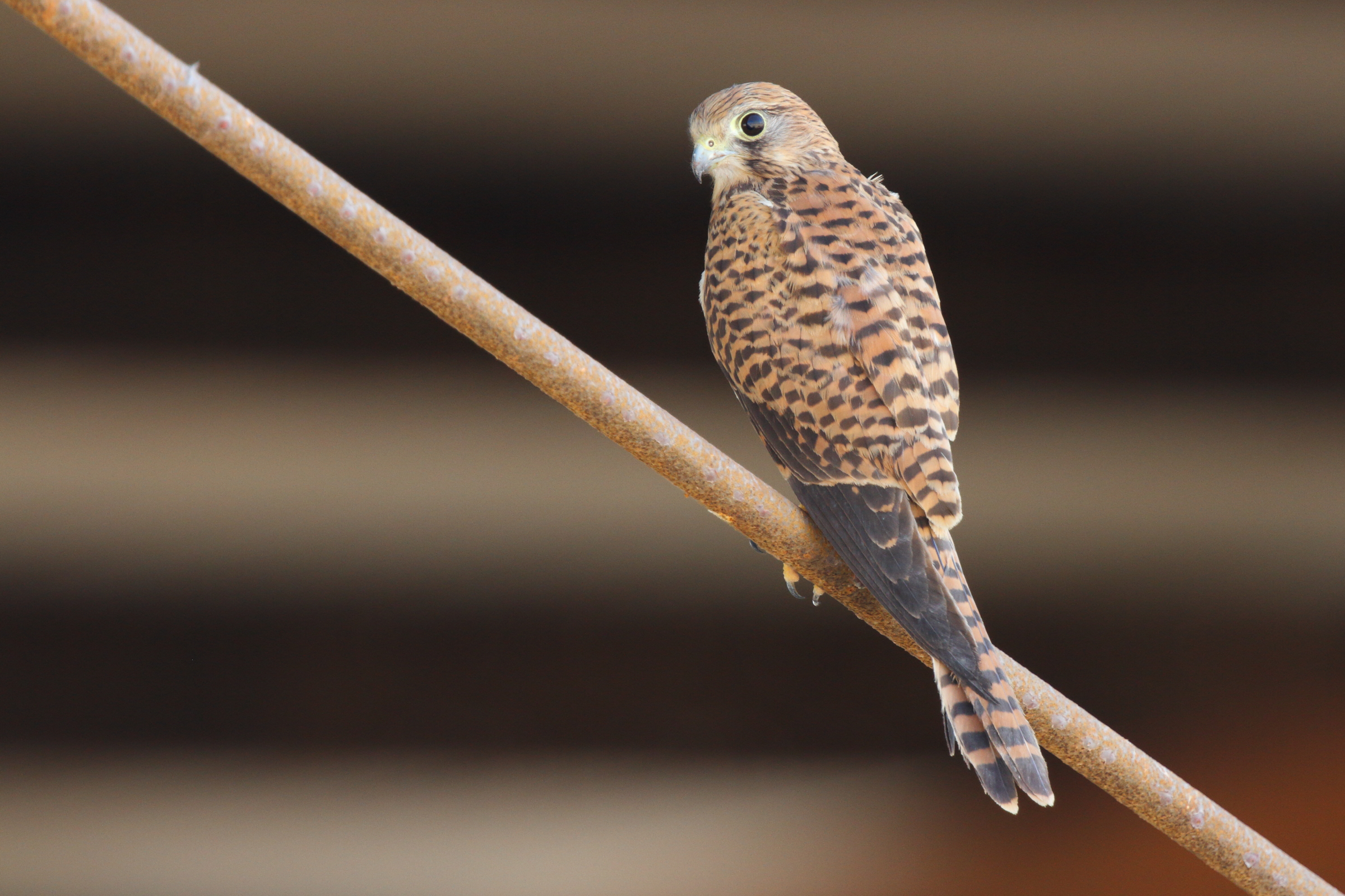 Common Kestrel. Qatar, 10 October 2012 © Neil G. Morris.