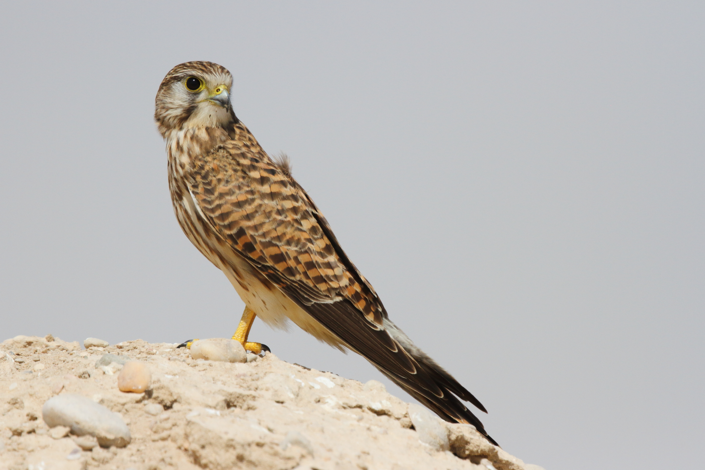 Common Kestrel. Qatar, 16 October 2012 © Neil G. Morris.