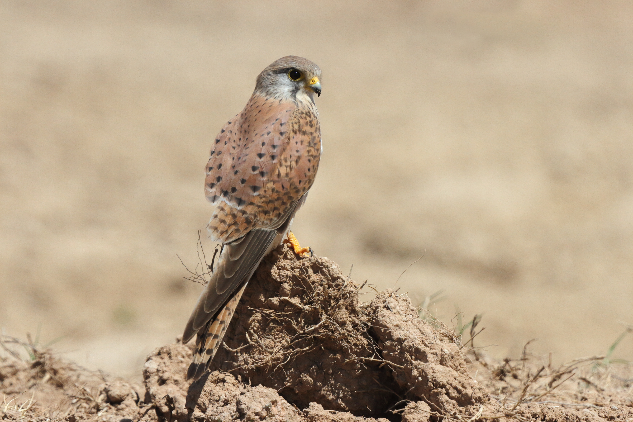 Common Kestrel. Qatar, 27 March 2013 © Neil G. Morris.
