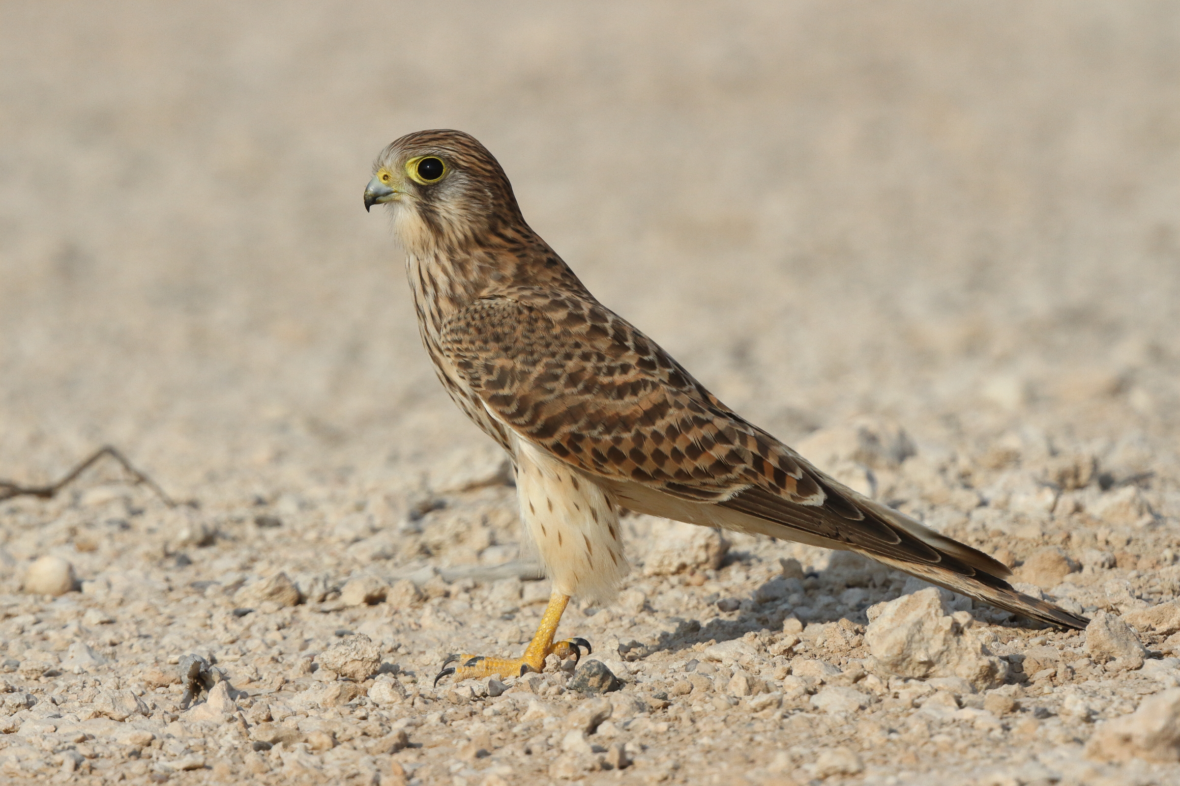 Common Kestrel. Qatar, 06 November 2013 © Neil G. Morris.