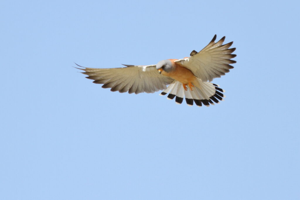 Lesser Kestrel. Qatar, 23 February 2013 © Neil G. Morris.