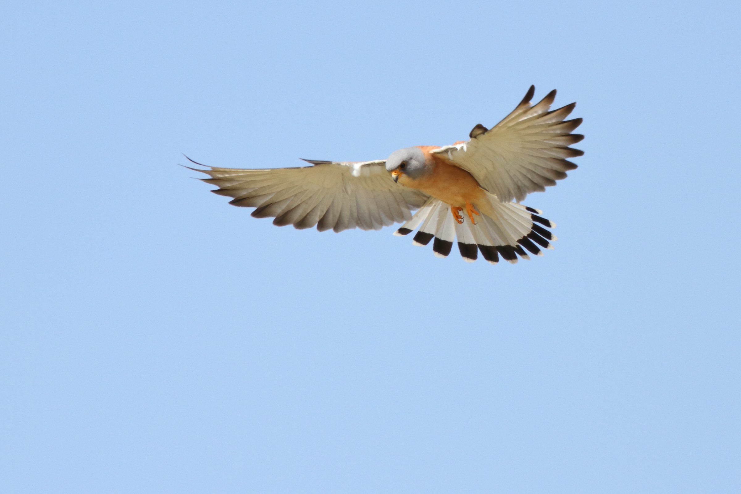 Lesser Kestrel. Qatar, 23 February 2013 © Neil G. Morris.