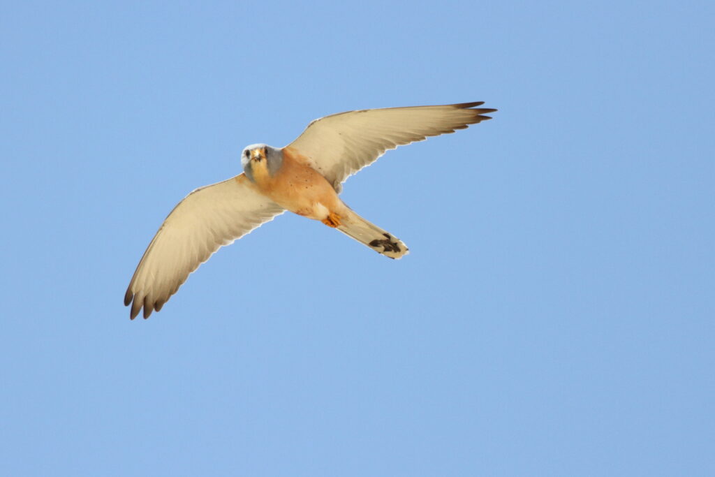 Lesser Kestrel. Qatar, 23 February 2013 © Neil G. Morris.