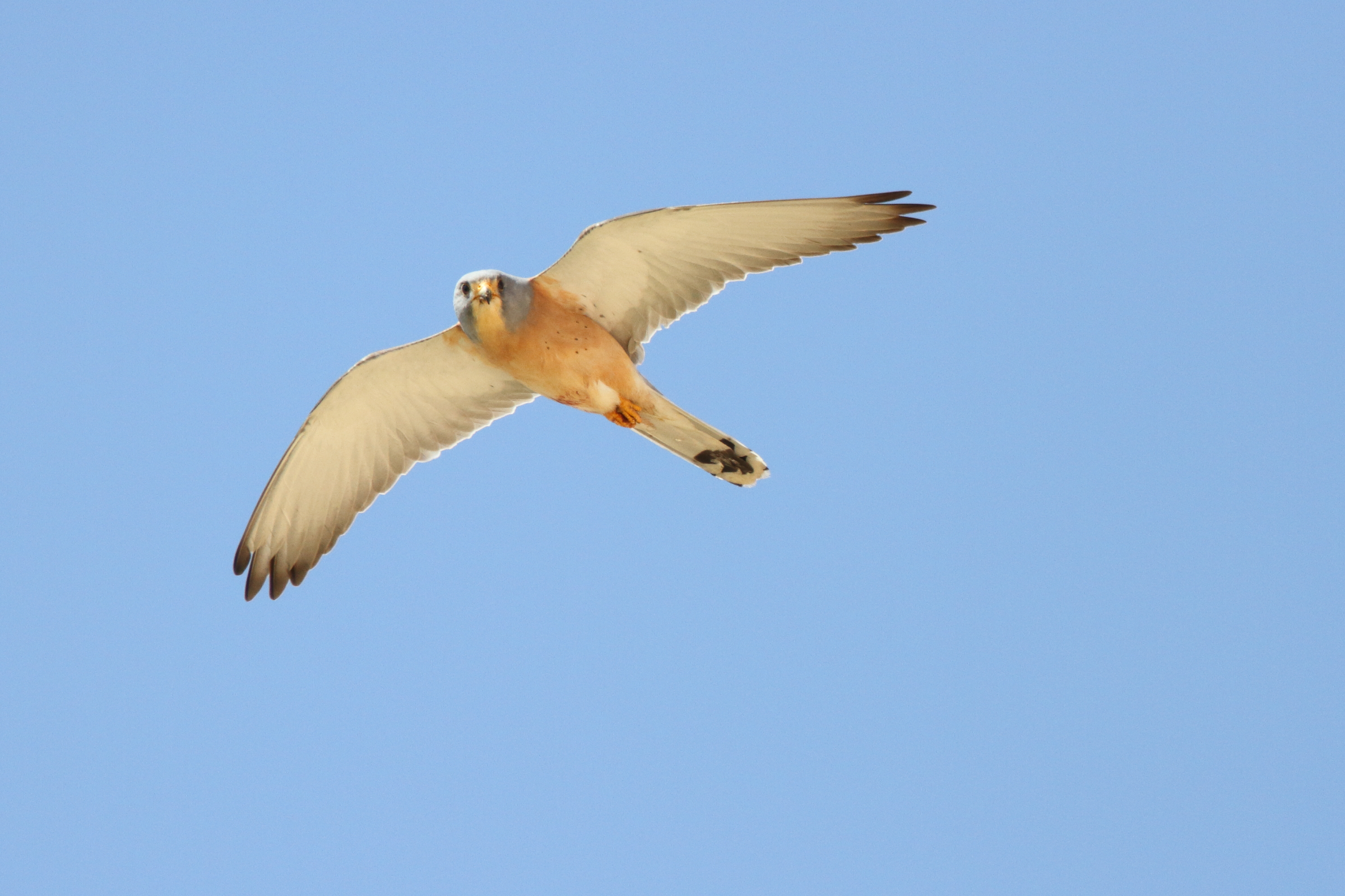 Lesser Kestrel. Qatar, 23 February 2013 © Neil G. Morris.