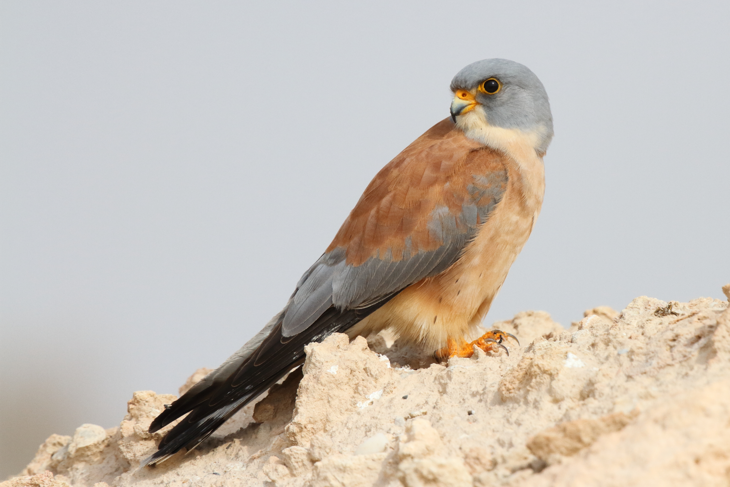 Lesser Kestrel. Qatar, 24 February 2013 © Neil G. Morris.