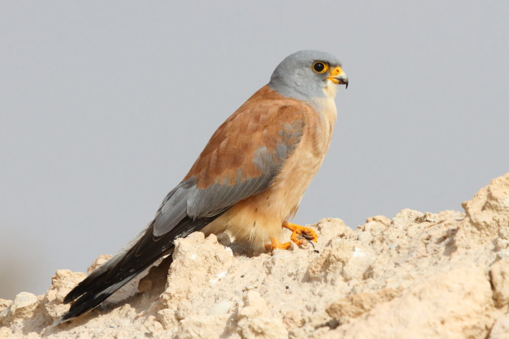 Lesser Kestrel. Qatar, 24 February 2013 © Neil G. Morris.
