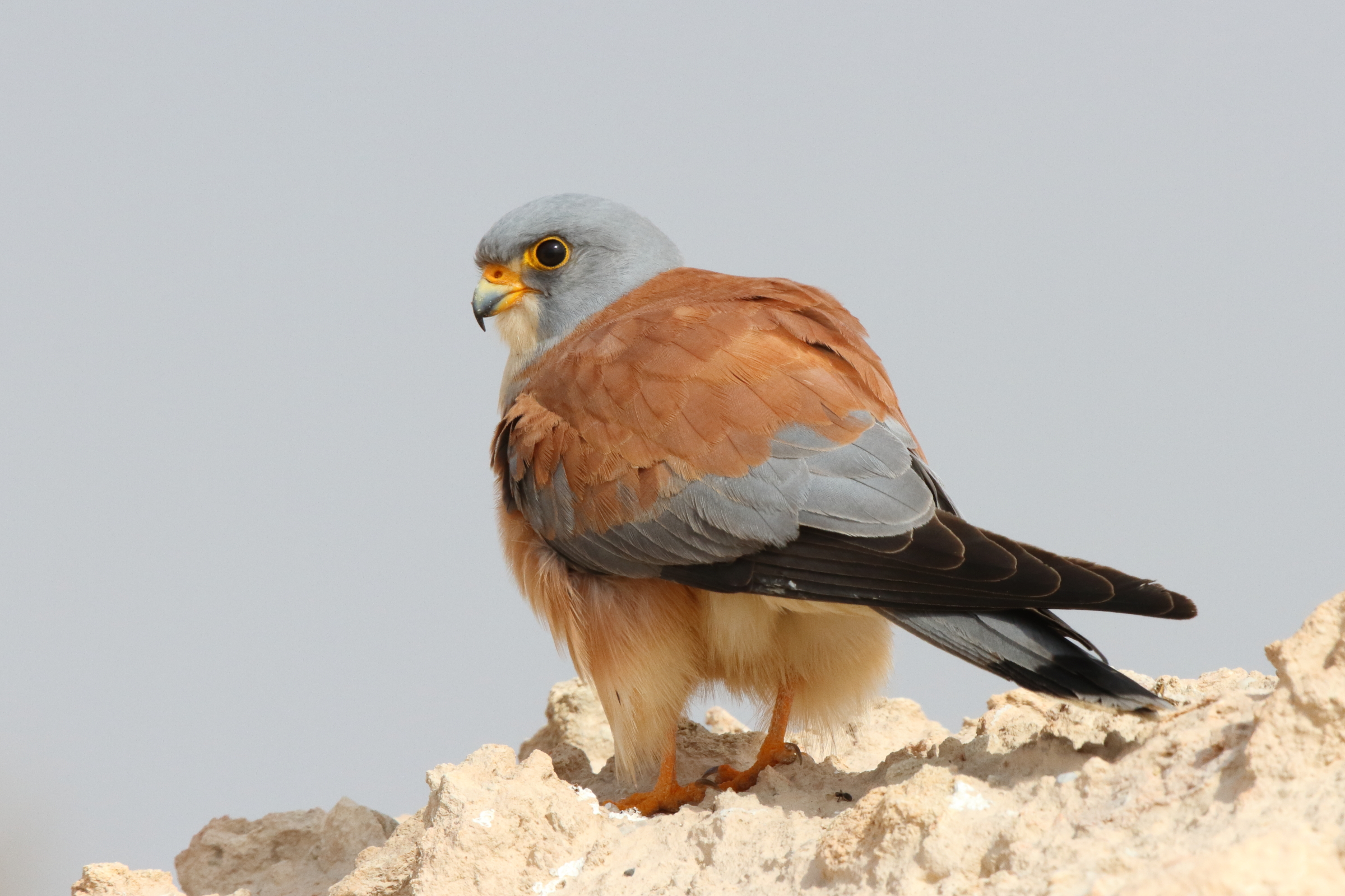 Lesser Kestrel. Qatar, 24 February 2013 © Neil G. Morris.