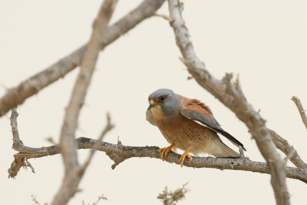 Lesser Kestrel. Qatar, 06 April 2013 © Neil G. Morris.