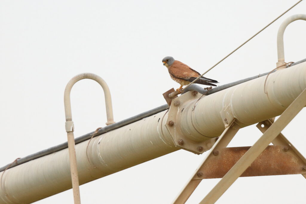 Lesser Kestrel. Qatar, 23 April 2013 © Neil G. Morris.