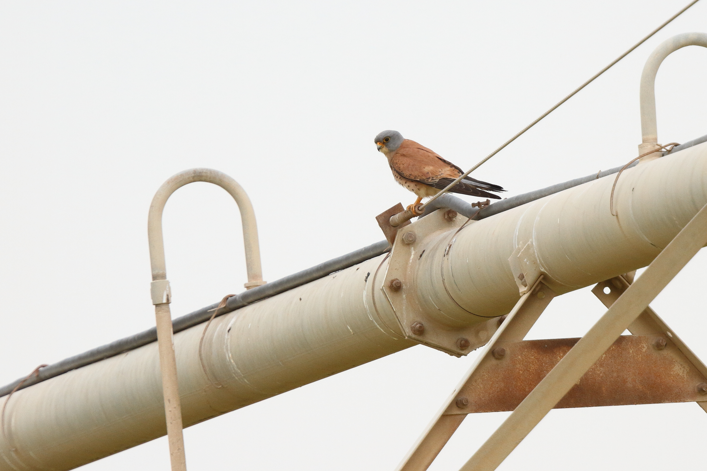 Lesser Kestrel. Qatar, 23 April 2013 © Neil G. Morris.