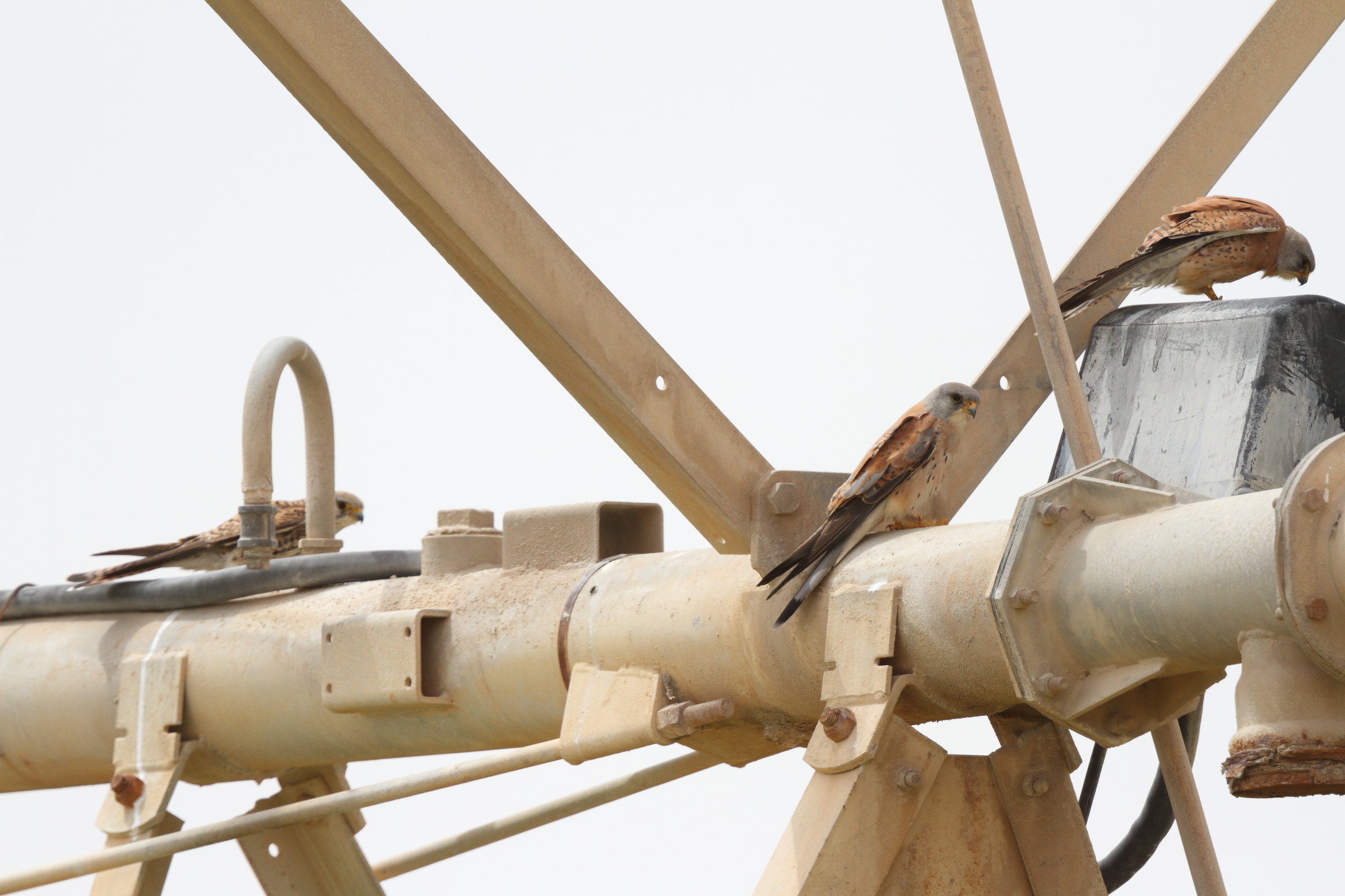 Lesser Kestrel. Qatar, 24 April 2013 © Neil G. Morris.