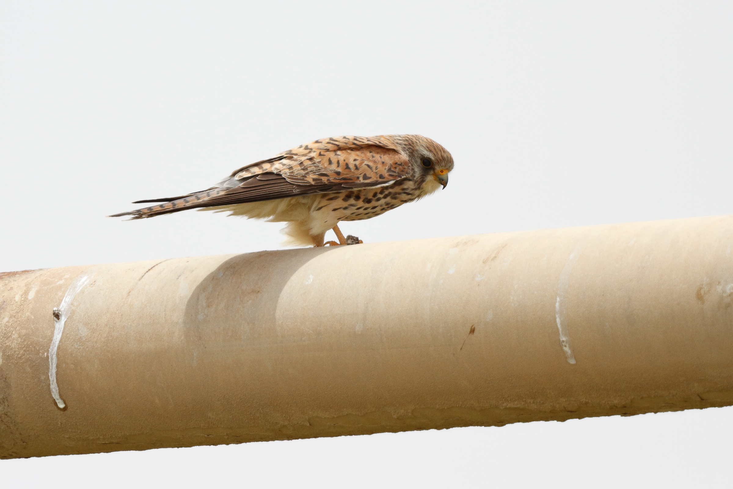 Lesser Kestrel. Qatar, 24 April 2013 © Neil G. Morris.