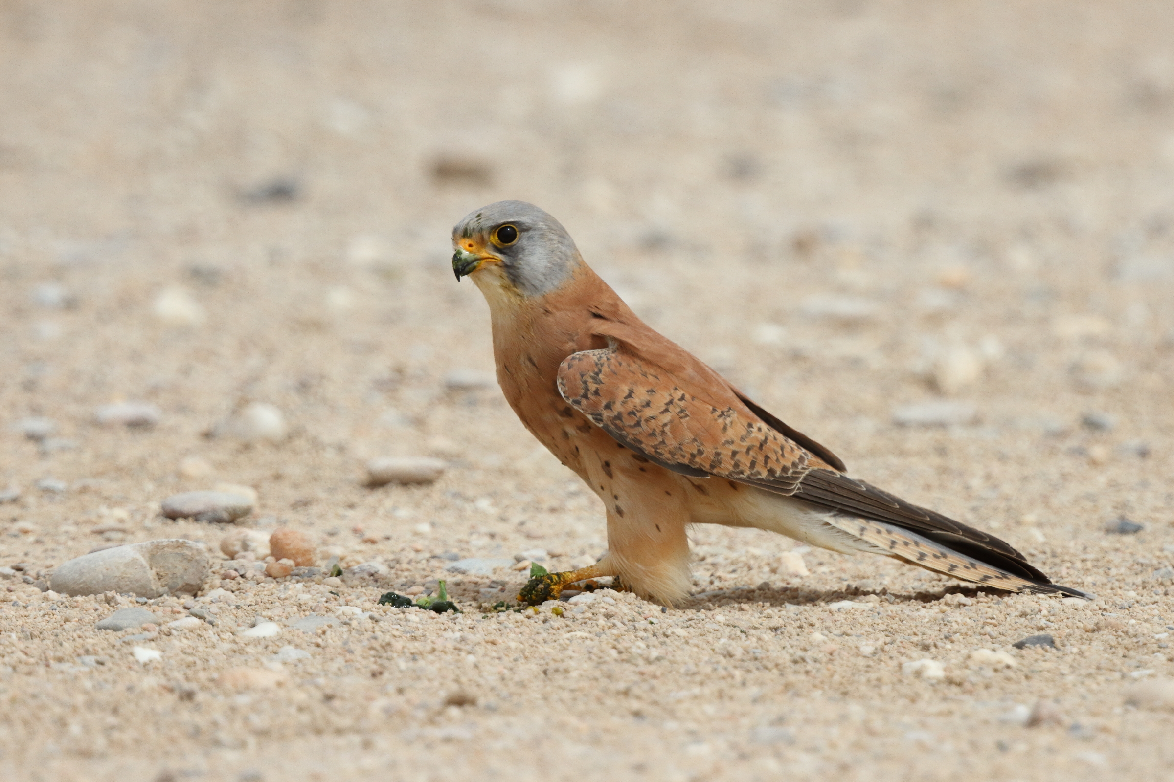 Lesser Kestrel. Qatar, 24 April 2013 © Neil G. Morris.