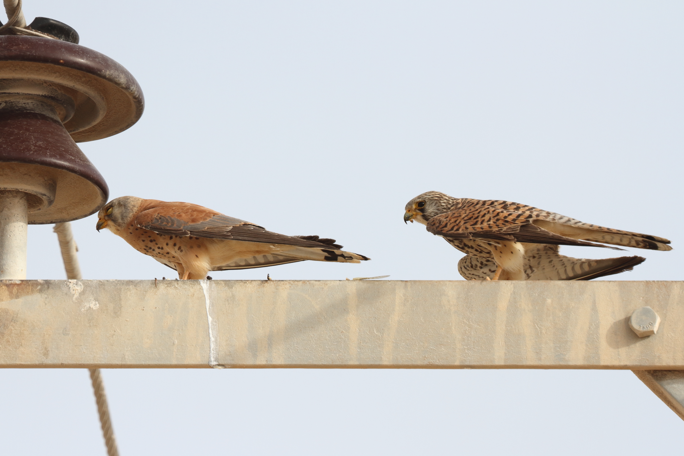 Lesser Kestrel. Qatar, 01 May 2014 © Neil G. Morris.