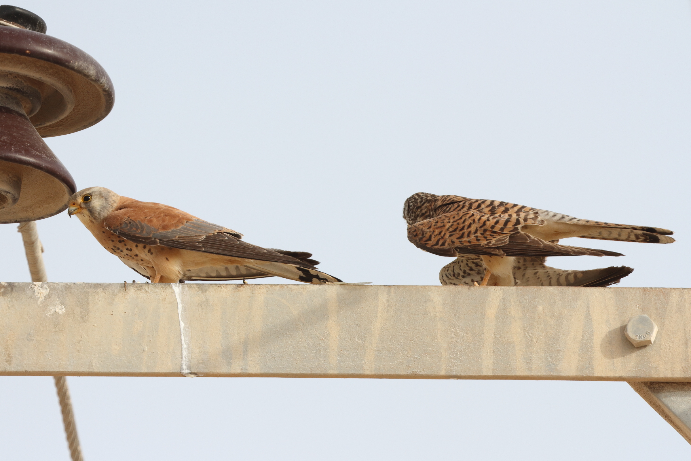 Lesser Kestrel. Qatar, 01 May 2014 © Neil G. Morris.