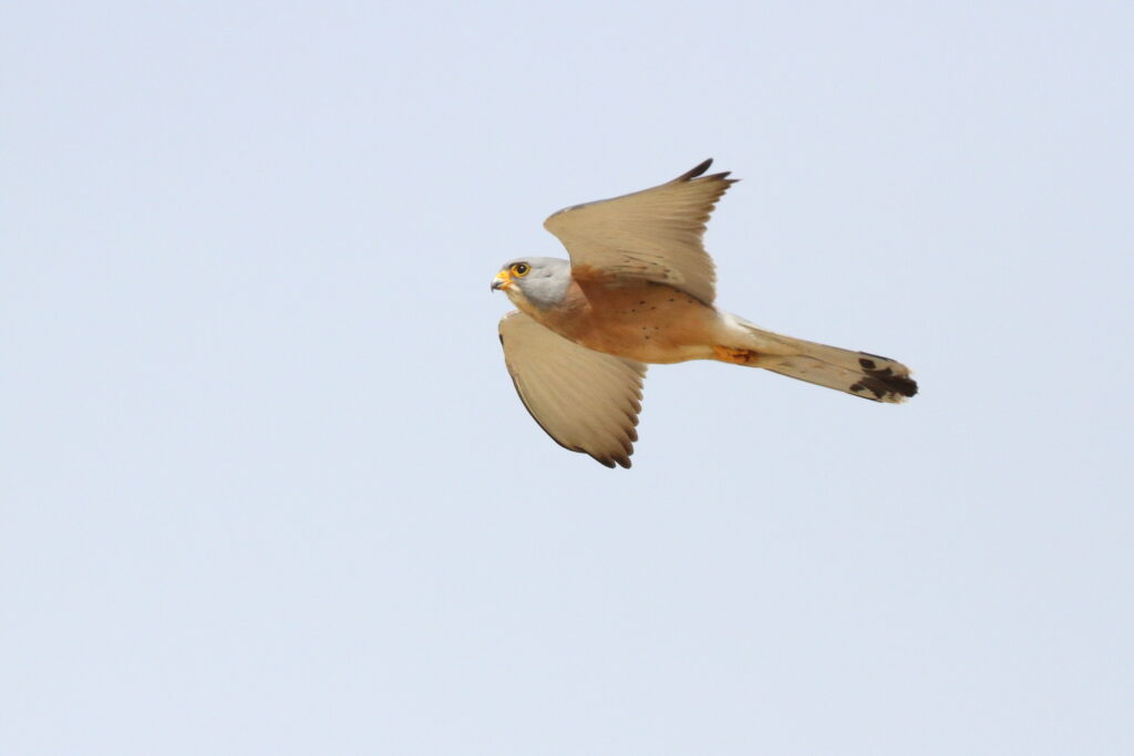 Lesser Kestrel. Qatar, 30 March 2015 © Neil G. Morris.