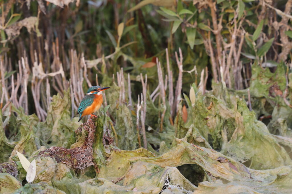 Common Kingfisher. Qatar, 07 March 2013 © Neil G. Morris.