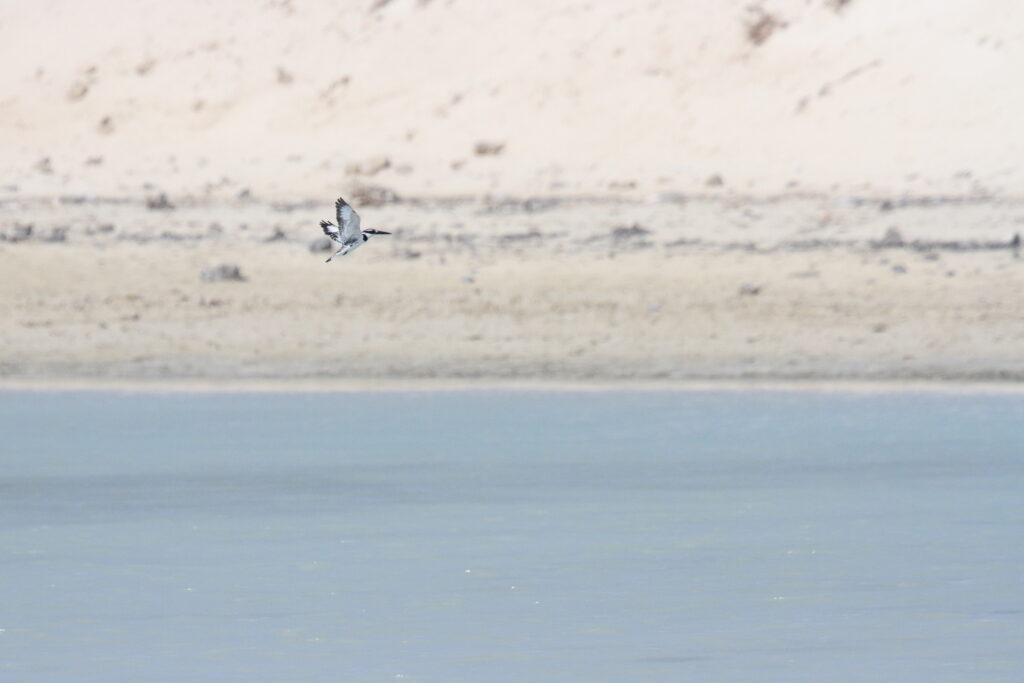 Pied Kingfisher. Qatar, 03 November 2013 © Neil G. Morris.