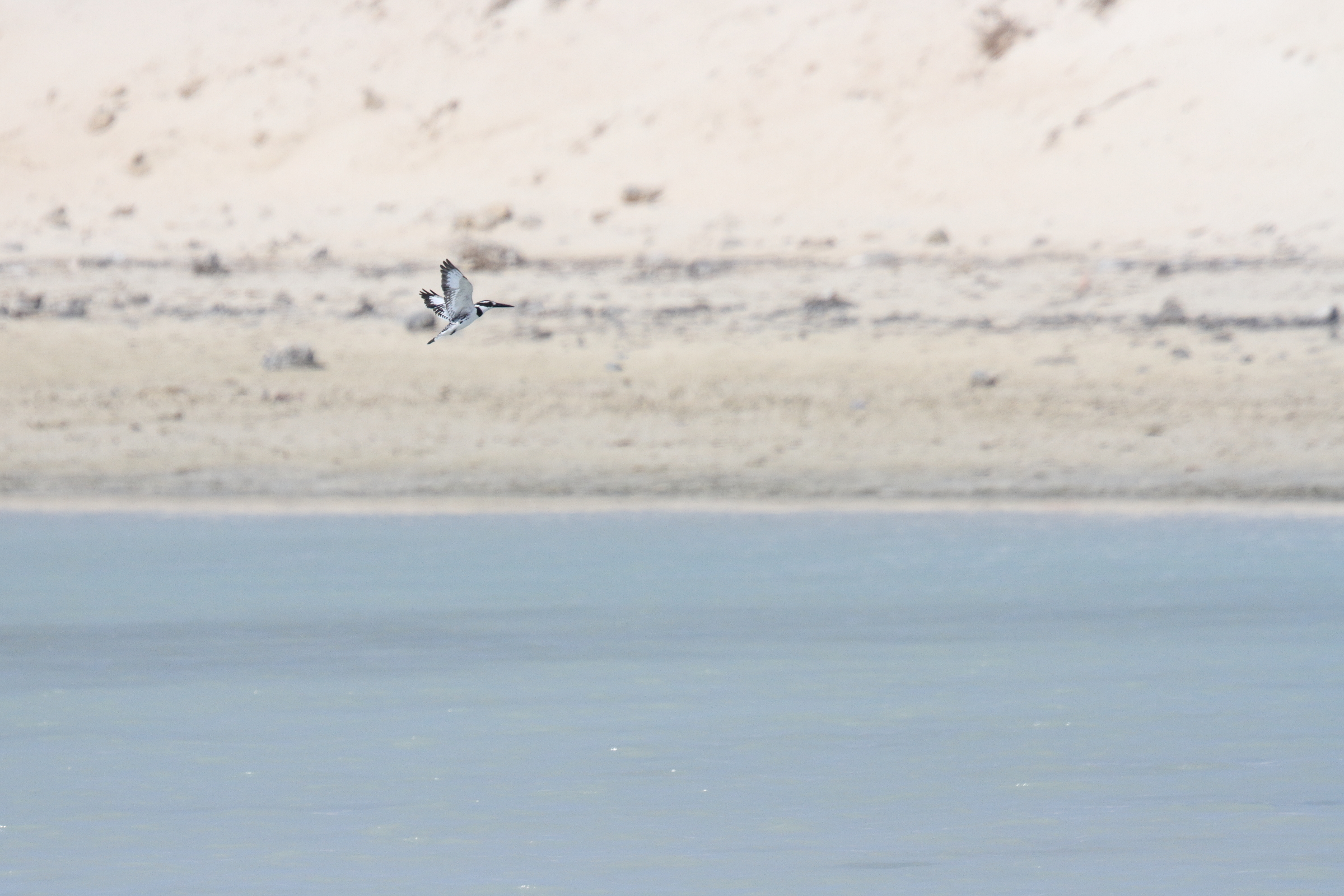 Pied Kingfisher. Qatar, 03 November 2013 © Neil G. Morris.
