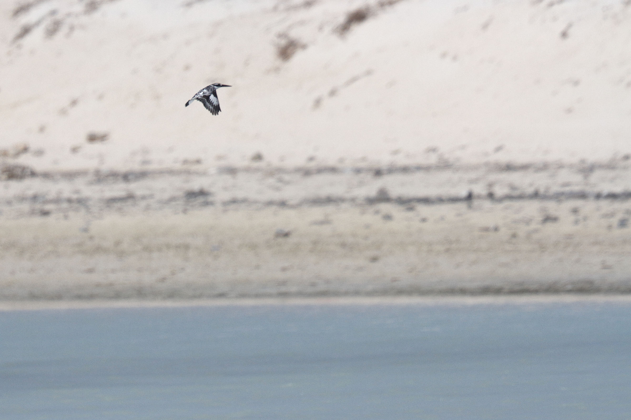 Pied Kingfisher. Qatar, 03 November 2013 © Neil G. Morris.