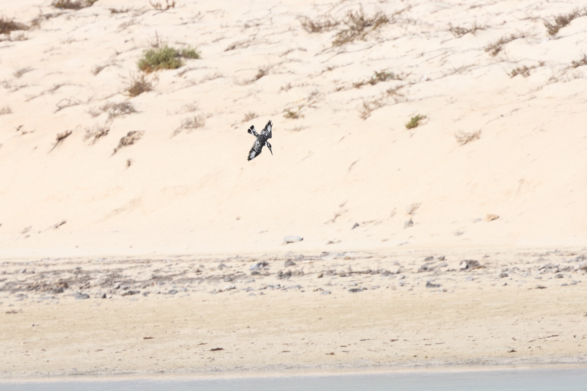 Pied Kingfisher. Qatar, 03 November 2013 © Neil G. Morris.