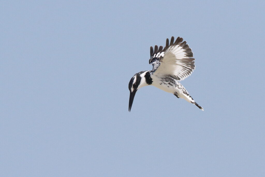 Pied Kingfisher. Qatar, 17 January 2014 © Neil G. Morris.