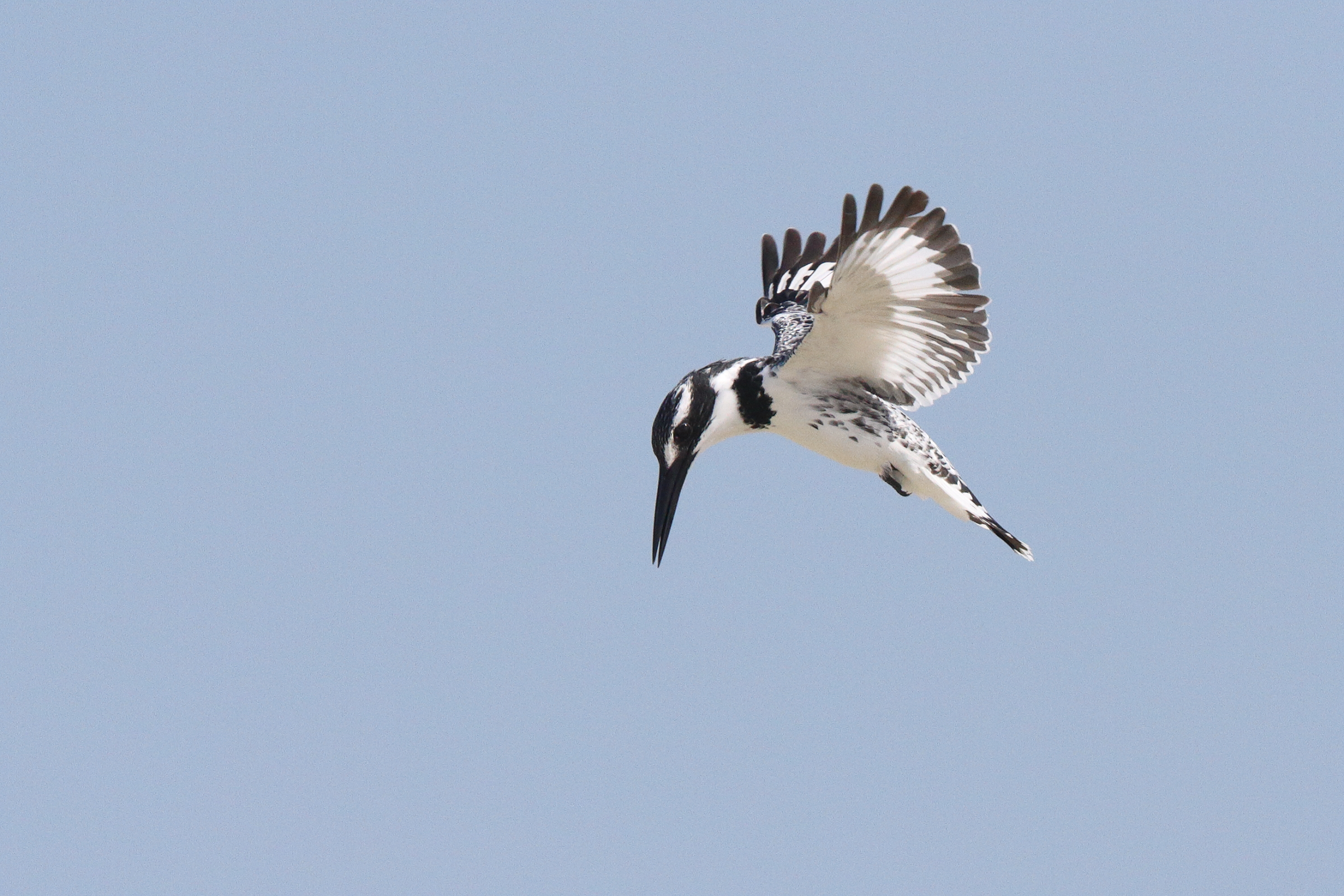Pied Kingfisher. Qatar, 17 January 2014 © Neil G. Morris.
