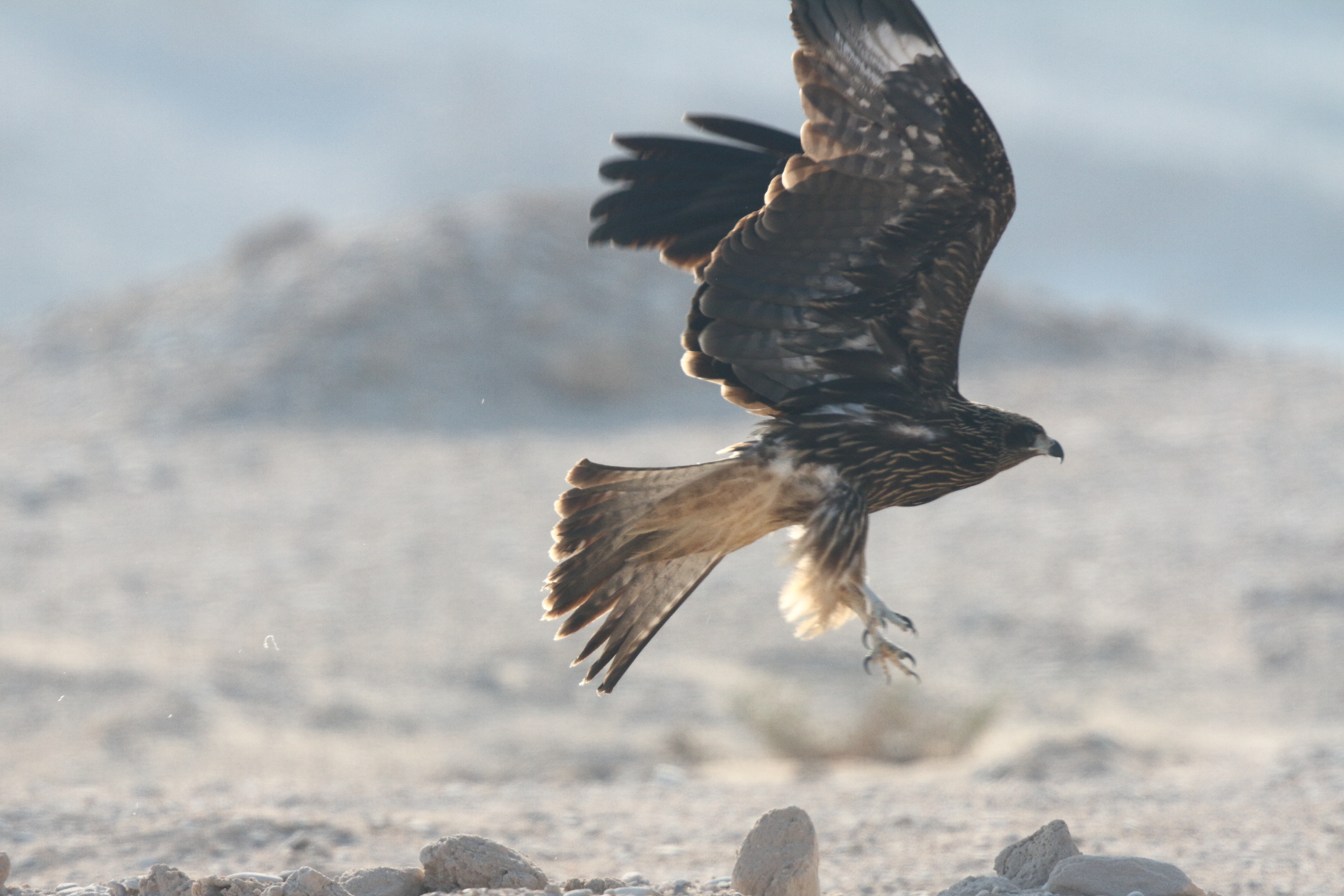 Black-eared Kite. Qatar, 11 October 2012 © Neil G. Morris.