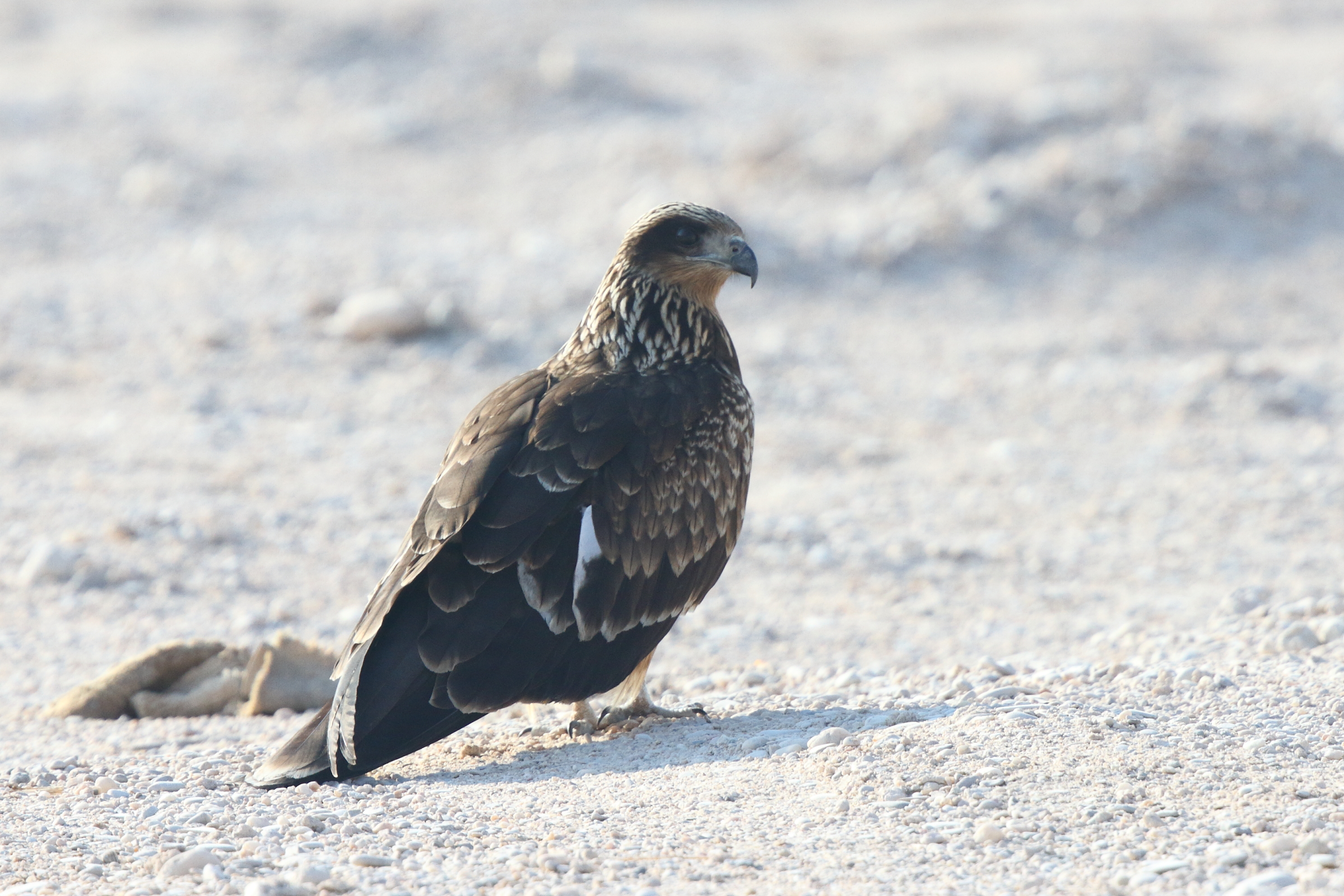 Black-eared Kite. Qatar, 11 October 2012 © Neil G. Morris.