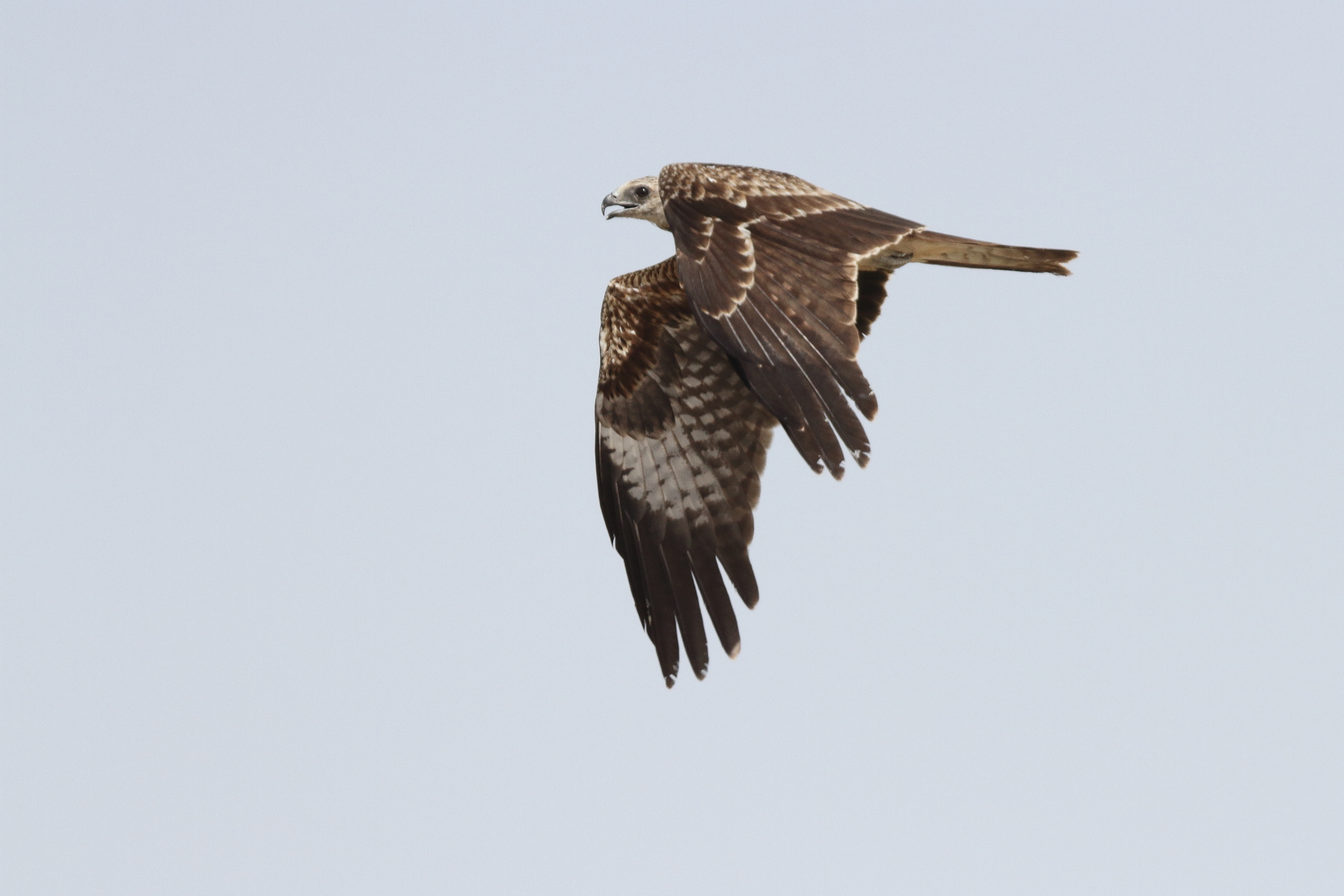 Black-eared Kite. Qatar, 22 October 2013 © Neil G. Morris.