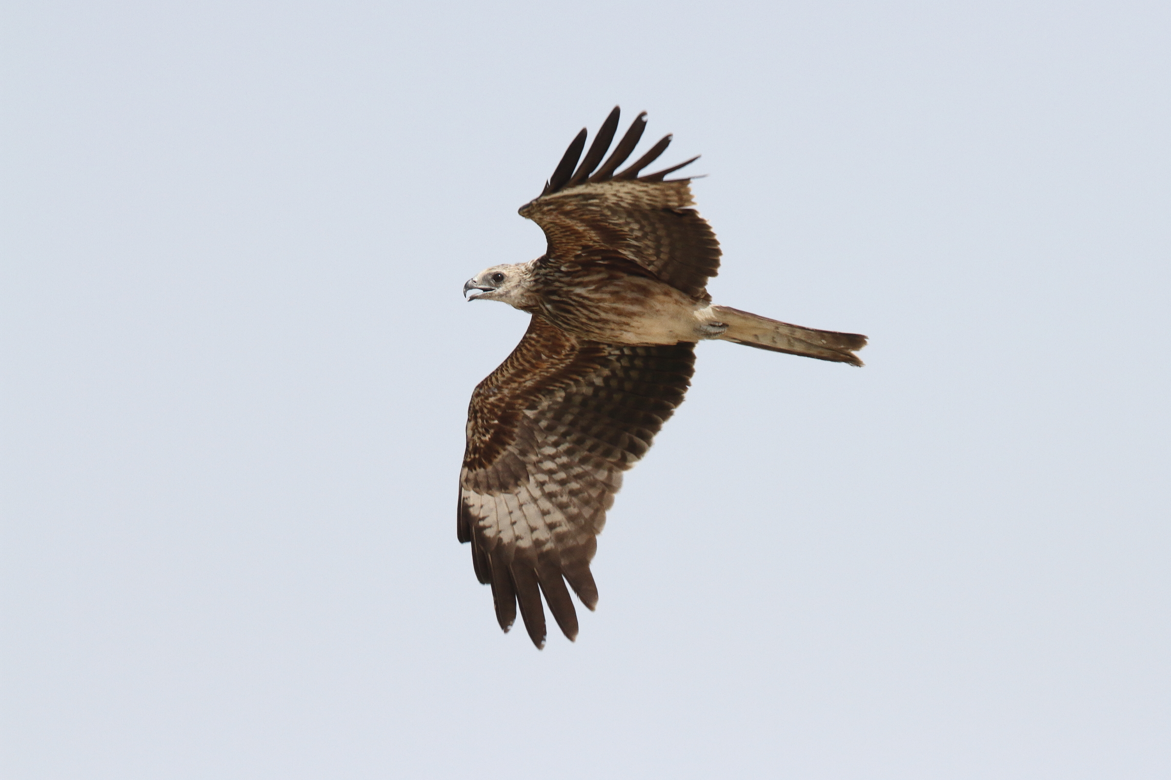 Black-eared Kite. Qatar, 22 October 2013 © Neil G. Morris.