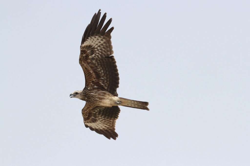Black-eared Kite. Qatar, 22 October 2013 © Neil G. Morris.