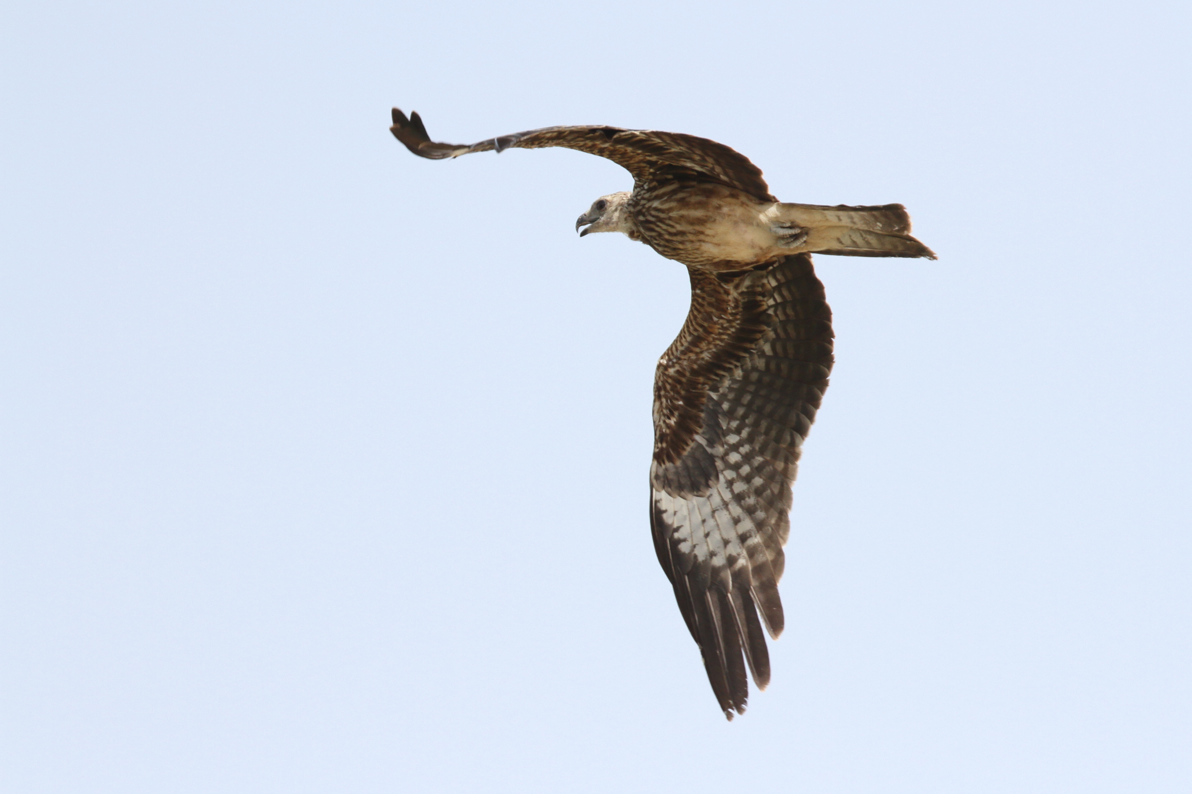 Black-eared Kite. Qatar, 22 October 2013 © Neil G. Morris.