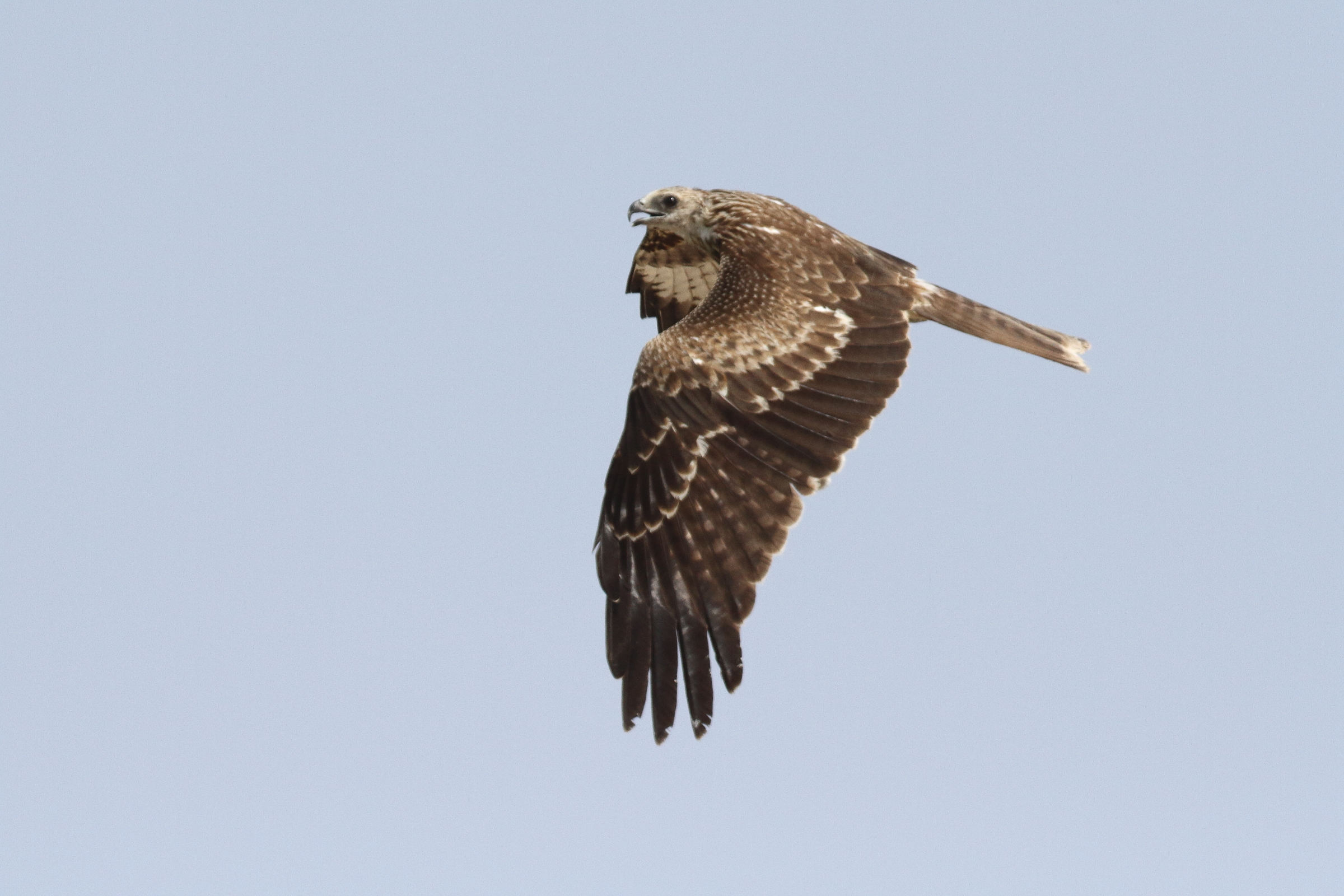 Black-eared Kite. Qatar, 22 October 2013 © Neil G. Morris.