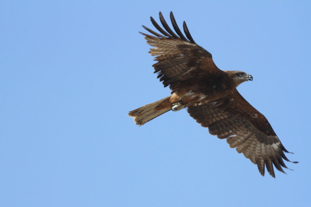 Black Kite. Qatar, 07 May 2014 © Neil G. Morris.