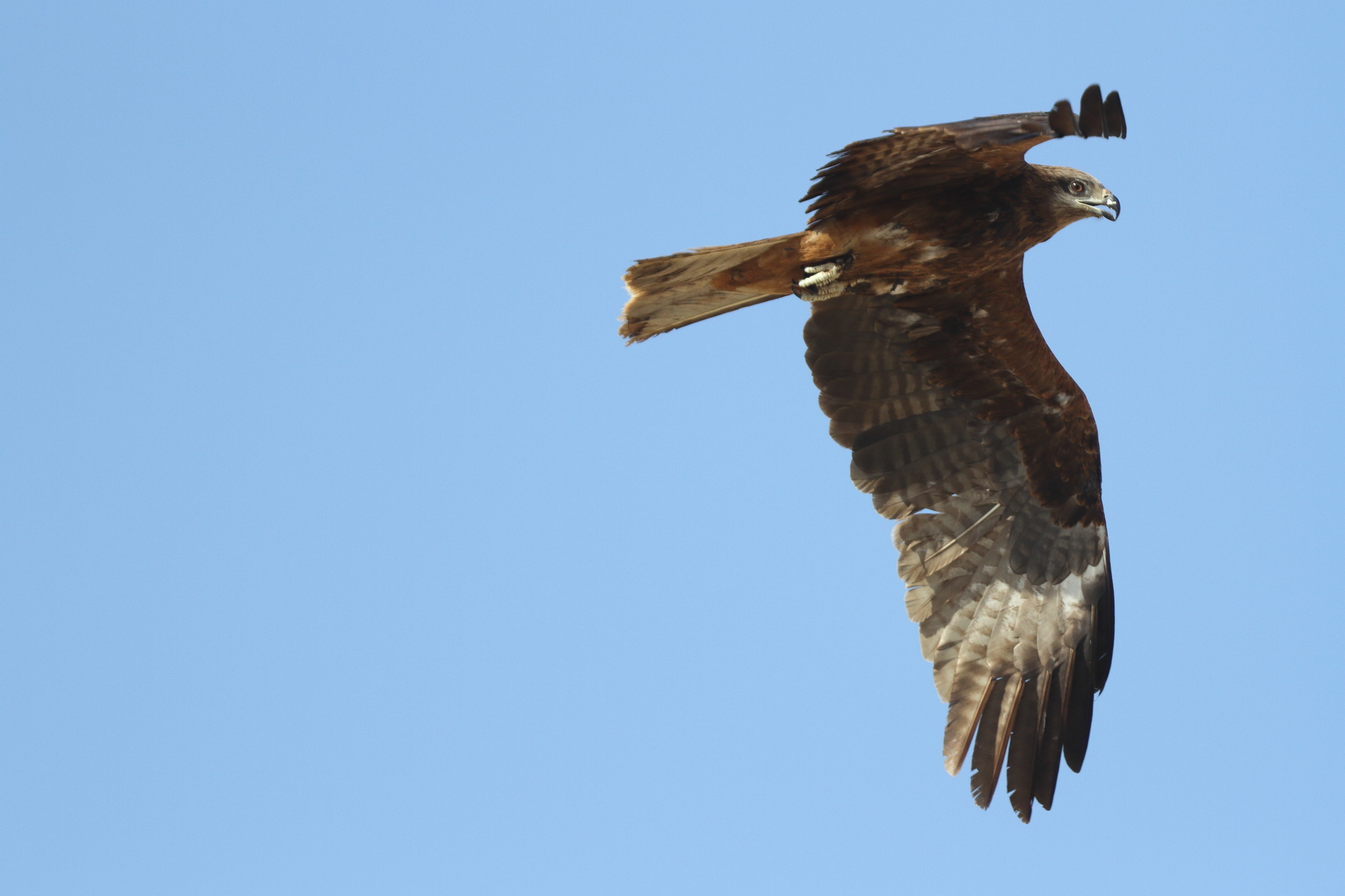Black Kite. Qatar, 07 May 2014 © Neil G. Morris.