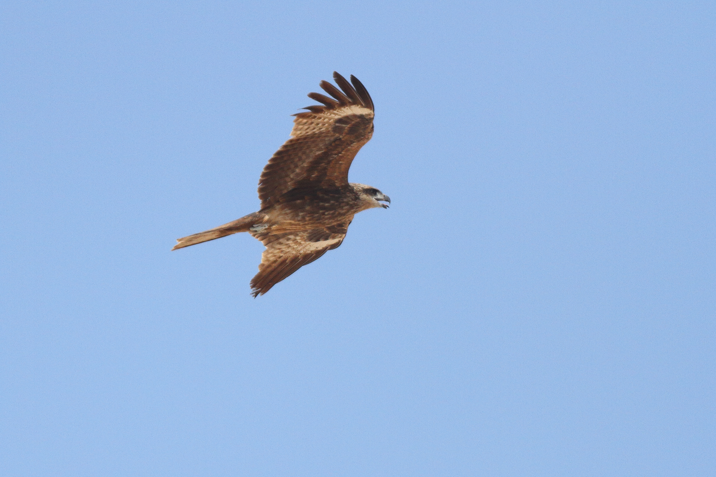 Black/Black-eared Kite intergrade. Qatar, 18 May 2014 © Neil G. Morris.