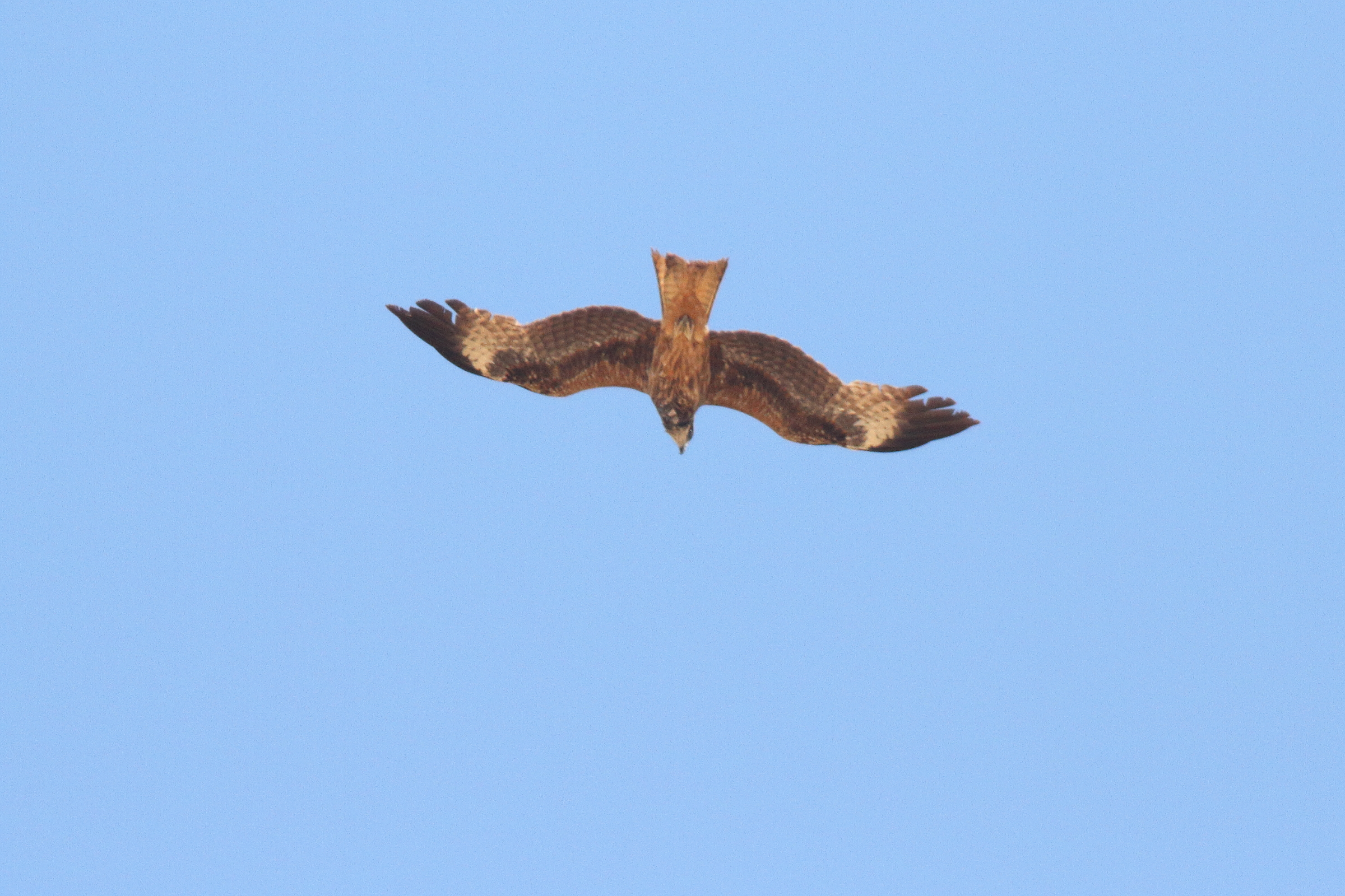 Black/Black-eared Kite intergrade. Qatar, 18 May 2014 © Neil G. Morris.