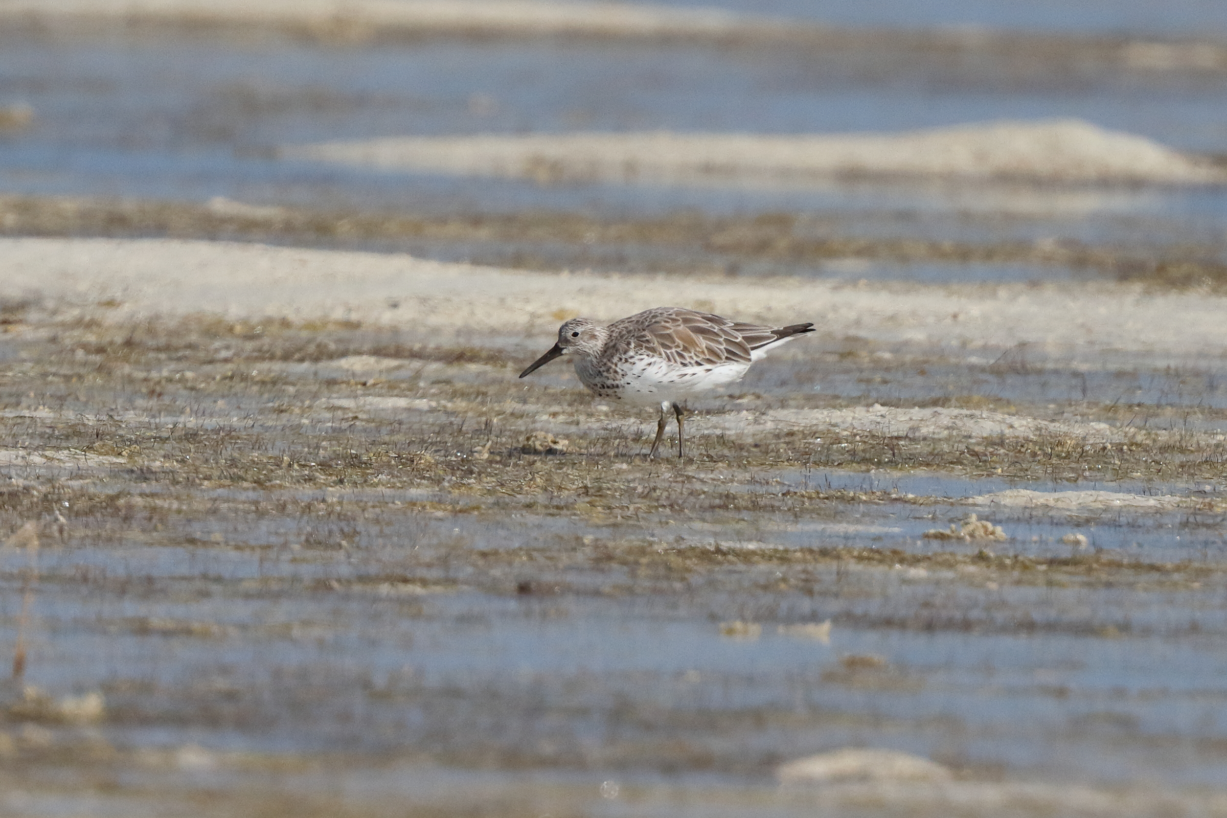 Great Knot. Qatar, 17 January 2014 © Neil G. Morris.