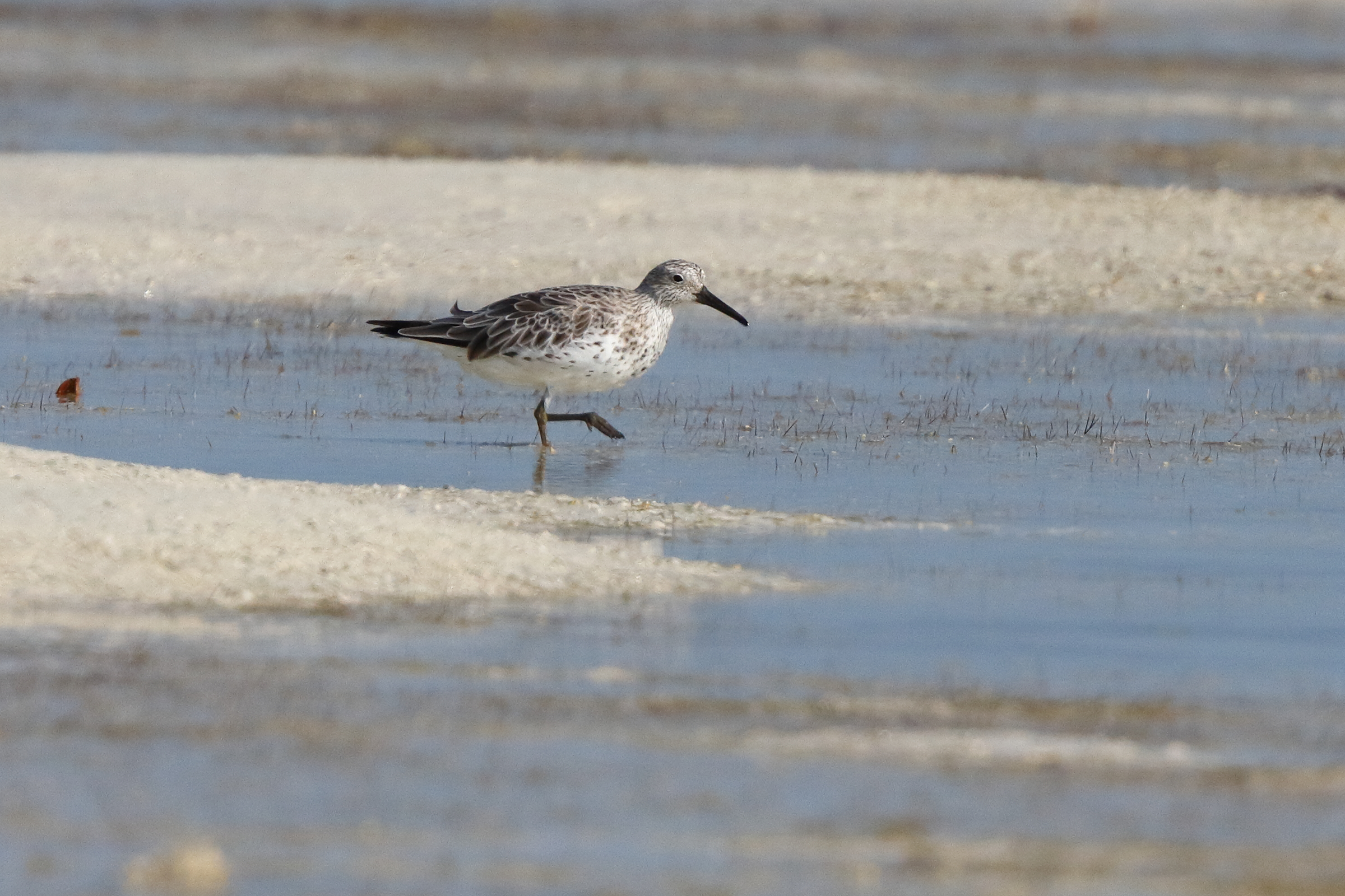 Great Knot. Qatar, 17 January 2014 © Neil G. Morris.