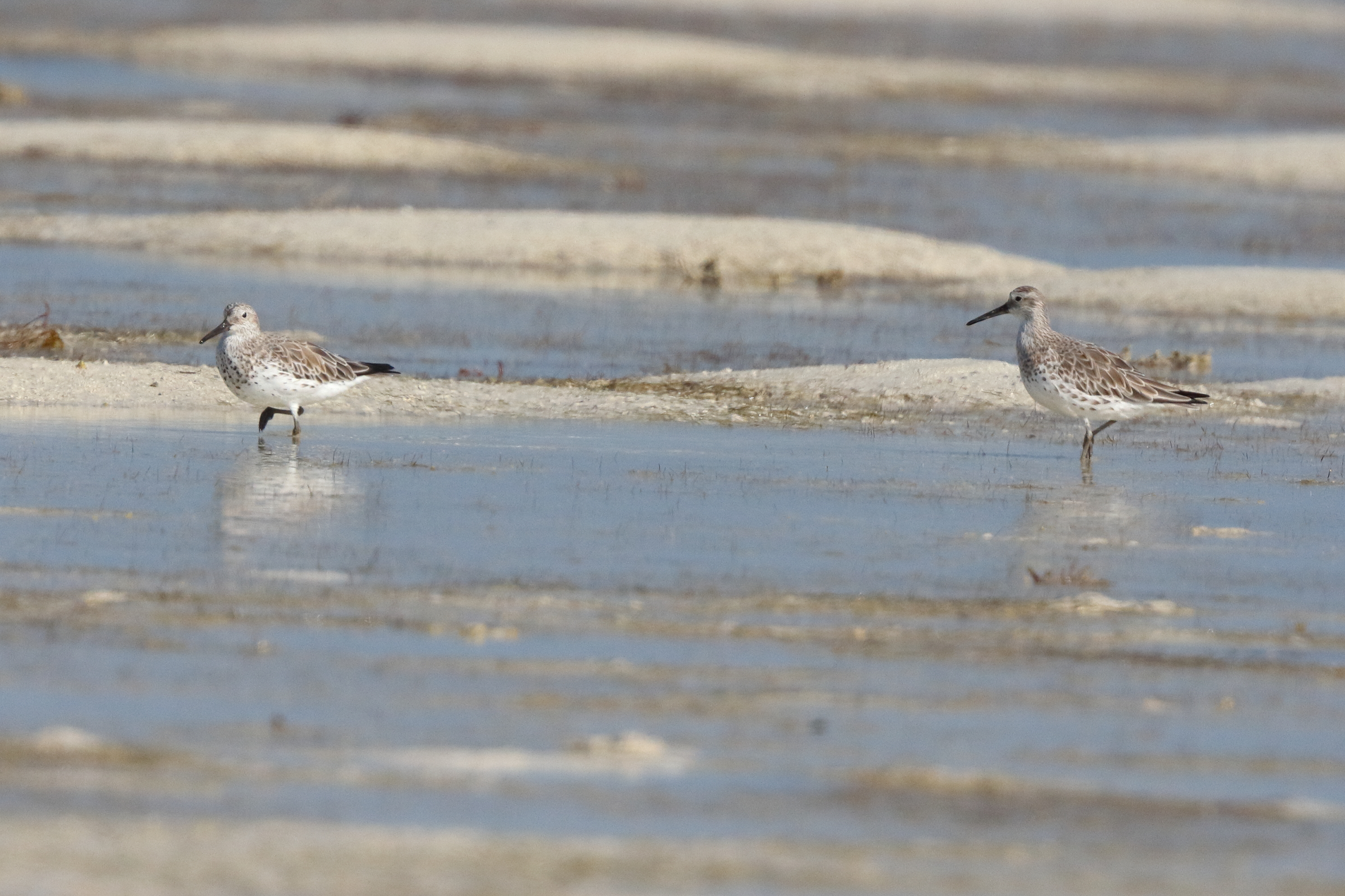Great Knot. Qatar, 17 January 2014 © Neil G. Morris.