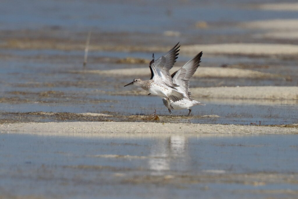 Great Knot. Qatar, 17 January 2014 © Neil G. Morris.