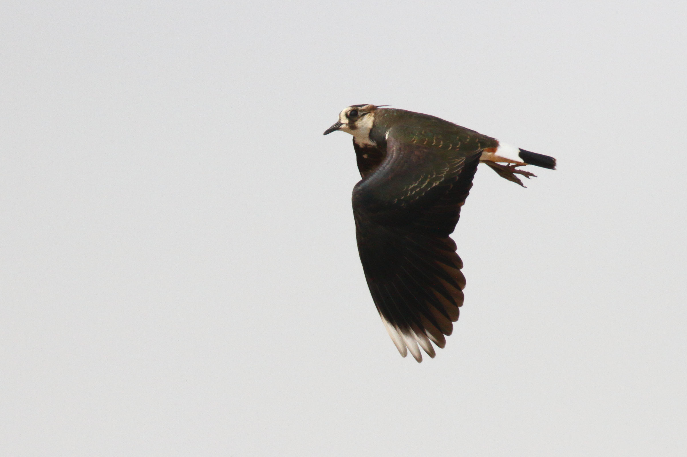 Northern Lapwing. Qatar, 21 October 2012 © Neil G. Morris.
