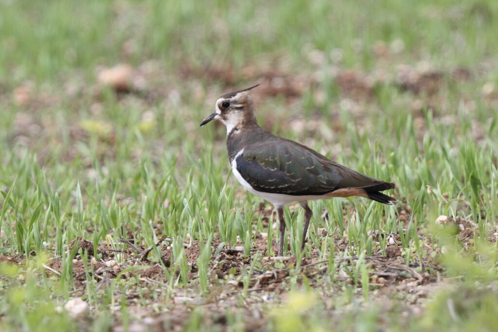 Northern Lapwing. Qatar, 14 November 2013 © Neil G. Morris.
