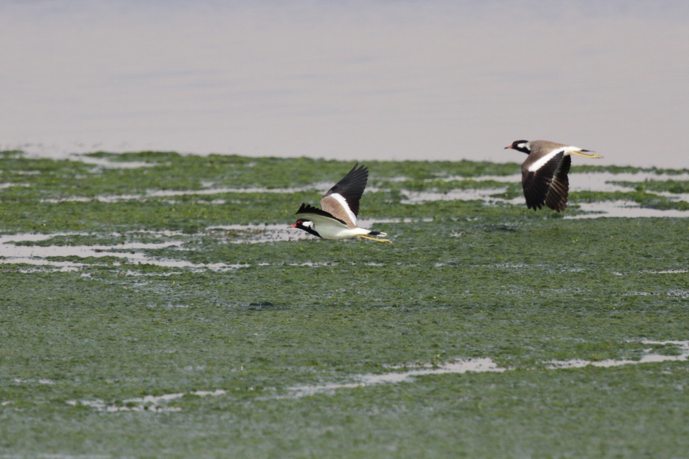 Red-wattled Lapwing. Qatar, 11 November 2012 © Neil G. Morris.
